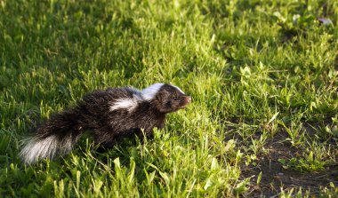 Young baby skunk clipart