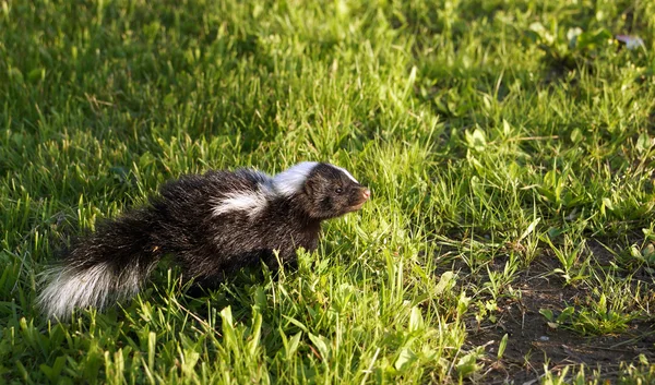 Jovem bebê skunk — Fotografia de Stock