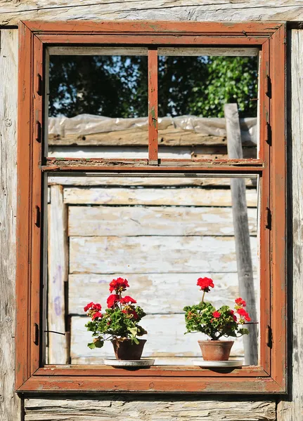 Bloemen in het raam — Stockfoto