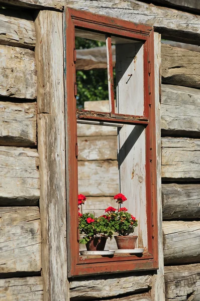 Pencerede çiçekler — Stok fotoğraf