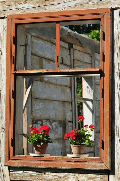 Bloemen in het raam — Stockfoto