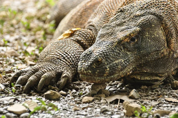 Dragão Komodo Dragon — стокове фото