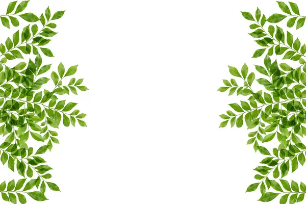 Gröna friska blad ram — Stockfoto