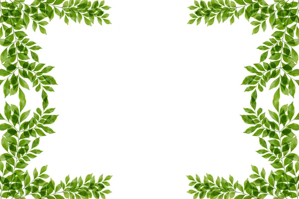 Green leaves frame isolated on white background — Stock Photo, Image