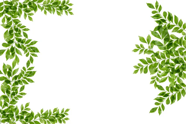 Groene bladeren frame geïsoleerd op witte achtergrond — Stockfoto