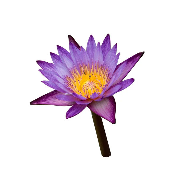 Purple lotus isolated on white — Stock Photo, Image