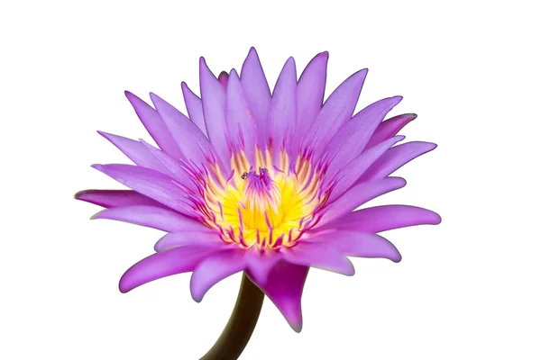 Purple water lilly — Stock Photo, Image
