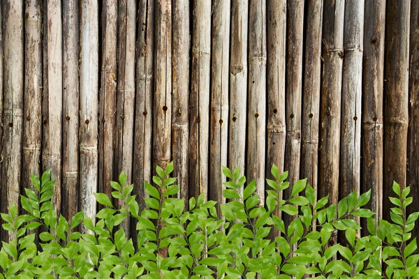 Foglie fresche verdi su sfondo recinto di bambù modello — Foto Stock