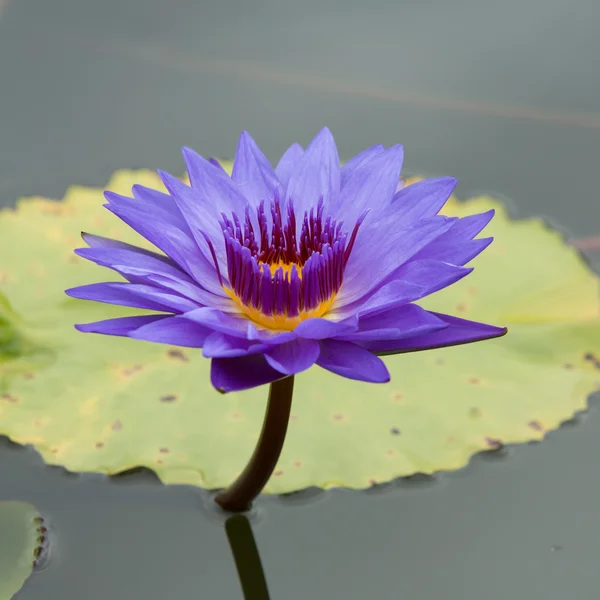 Lila Lotus im Pool — Stockfoto