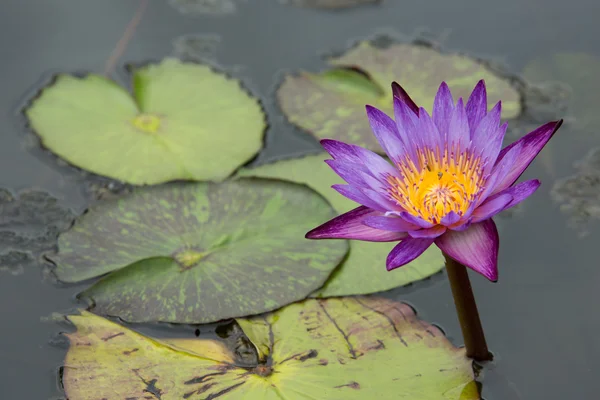 Lila Lotus im Pool — Stockfoto