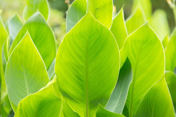 Canna Lily levelek — Stock Fotó