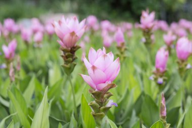 çiçek - curcuma çayırda