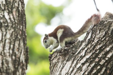 Sevimli sincap ekmek yemek
