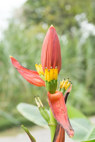 Rote Blume einer Banane auf Baum — Stockfoto