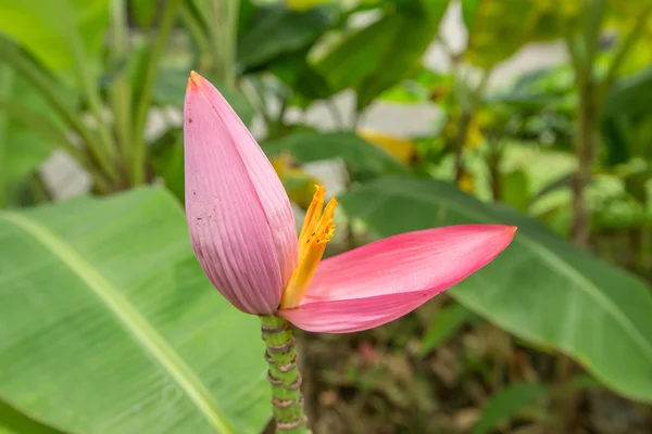 Banana flower — Stock Photo, Image