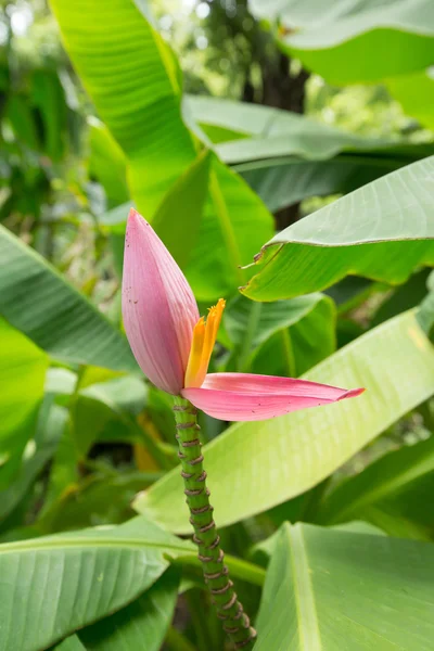 Banana flower — Stock Photo, Image