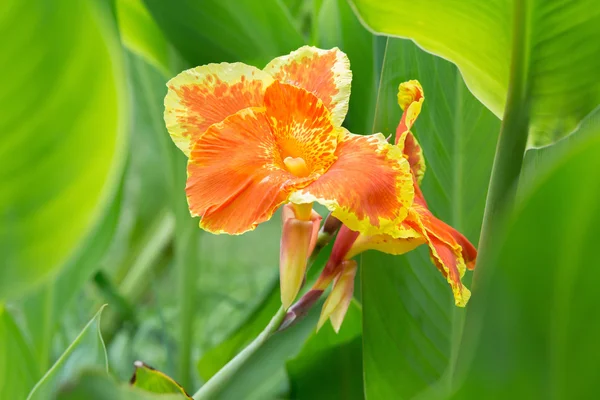 Hermosa naranja amarillo canna lirio — Foto de Stock