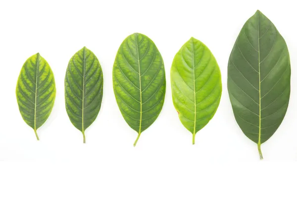 Jack fruit leaves. isolated on white background — Stock Photo, Image