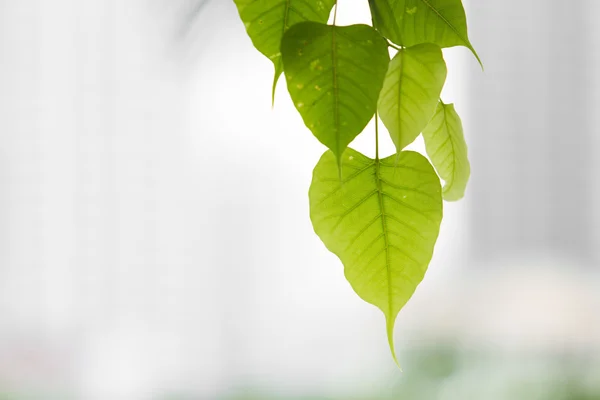 Groene bodhi bladeren — Stockfoto