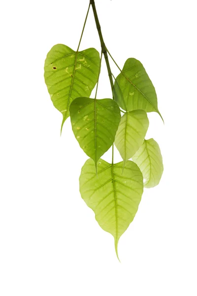 Listy zelené bhodi — Stock fotografie