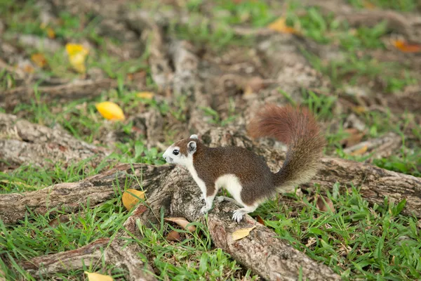 Ardilla linda — Foto de Stock