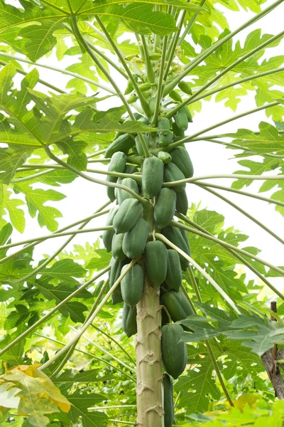 Yeşil papaya ile papaya ağacı.