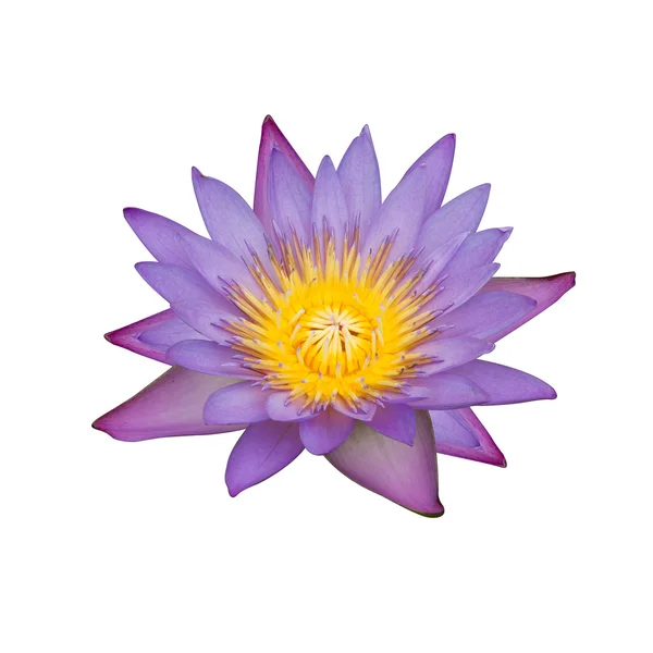 Purple water lily with bloom yellow isolated on white background — Stock Photo, Image