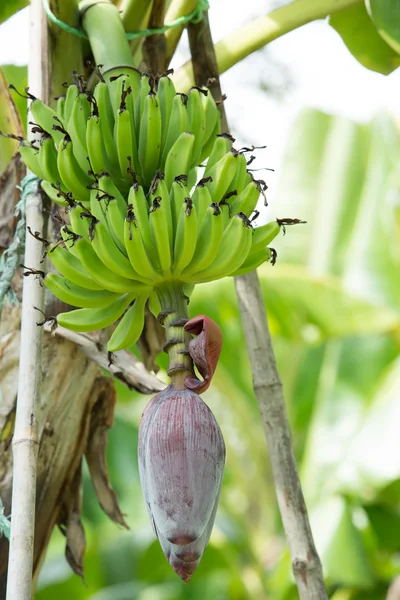 Fiore rosso di una banana su albero — Foto Stock