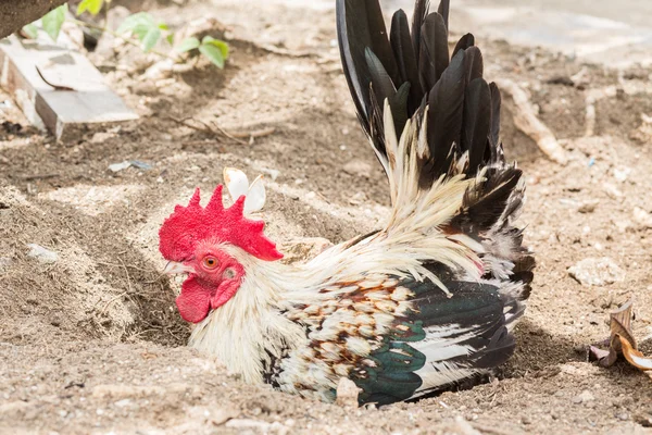 Güzel horoz — Stok fotoğraf