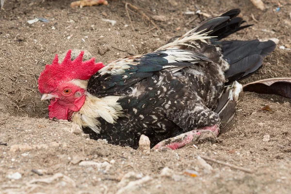 Bellissimo gallo — Foto Stock