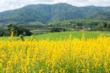 sarı çiçek alanları mavi gökyüzü