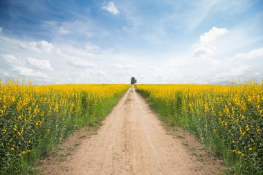 sarı çiçek alan bir yol ile