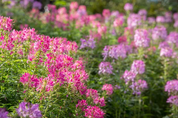 cleome spinosa veya örümcek çiçek