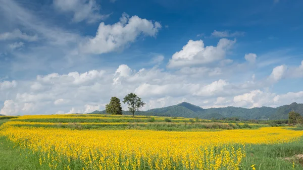 Žlutá květina pole proti modré obloze — Stock fotografie