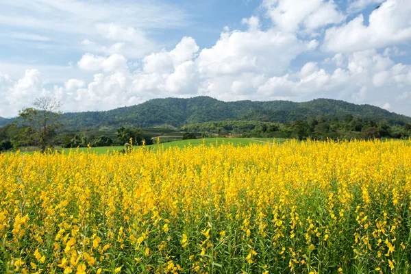 Žlutá květina pole proti modré obloze — Stock fotografie