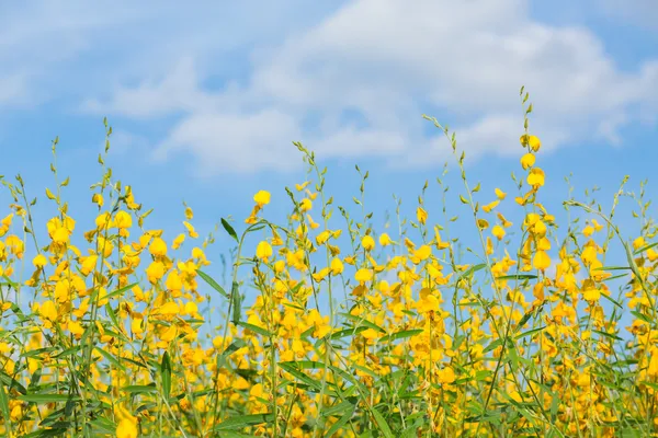 Gelbe Blumenfelder gegen blauen Himmel — Stockfoto