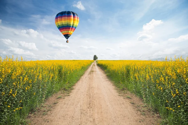 Yellow flower field with a road — Stock Photo, Image