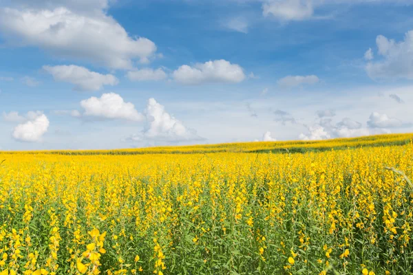 Yellow flower fields against blue sky — Stock Photo, Image