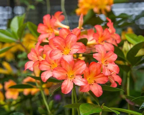 Розовые и оранжевые цветы в саду — стоковое фото
