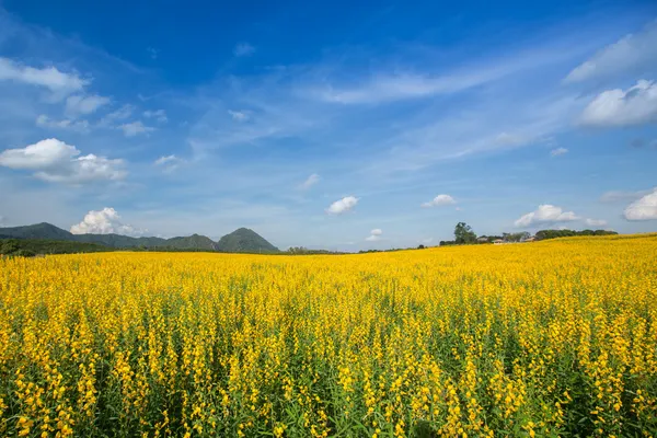 Gelbe Blumenfelder gegen blauen Himmel — Stockfoto