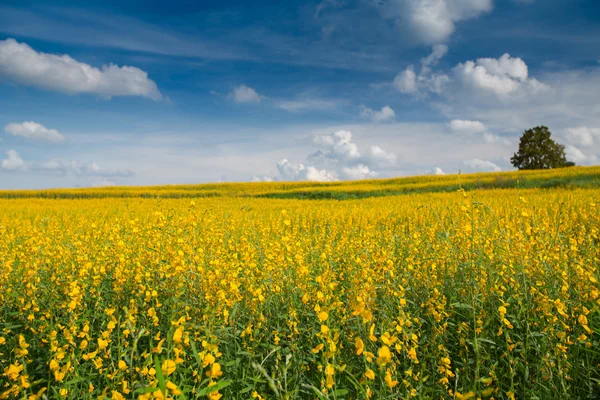 Žlutá kvetoucích polí — Stock fotografie