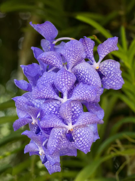 Purpurrote Vanda-Orchidee — Stockfoto