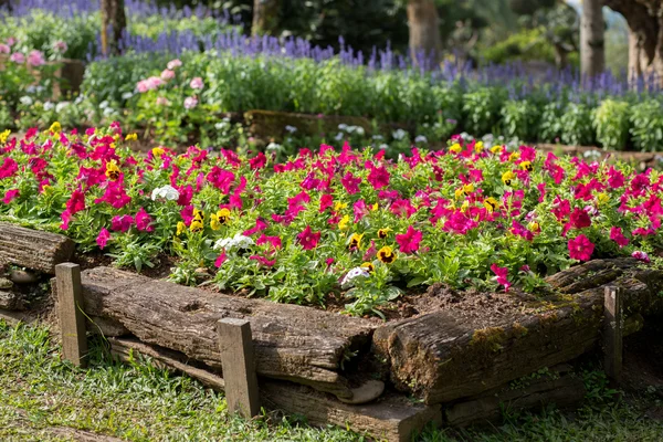 Oorspronkelijke bloem bed in een houten log — Stockfoto