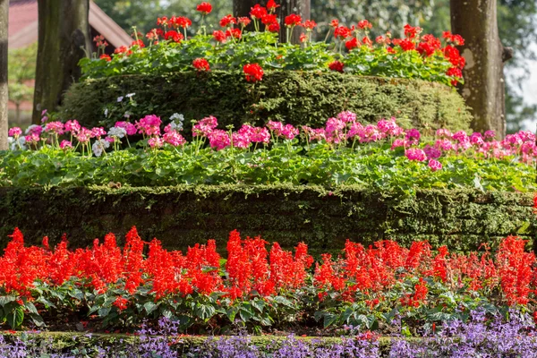 화려한 꽃밭 — 스톡 사진