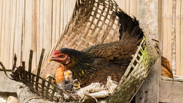 Poule aux petits poulets — Photo