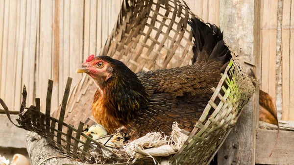 Galline con galline — Foto Stock