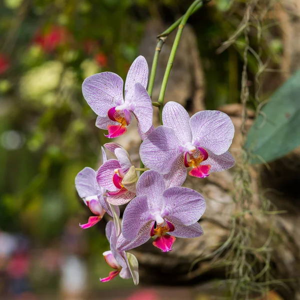 Красивая фиолетовая орхидея — стоковое фото
