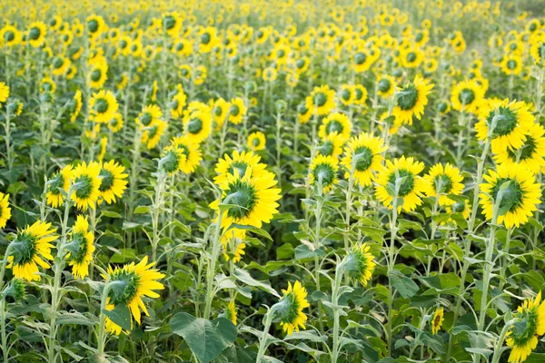 Ayçiçeği alanlarının arka