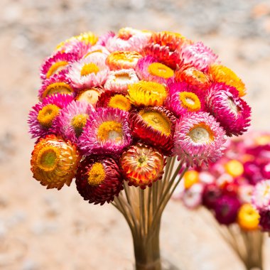 kuru saman çiçek ya da ebedi, helichrysum bracteatum