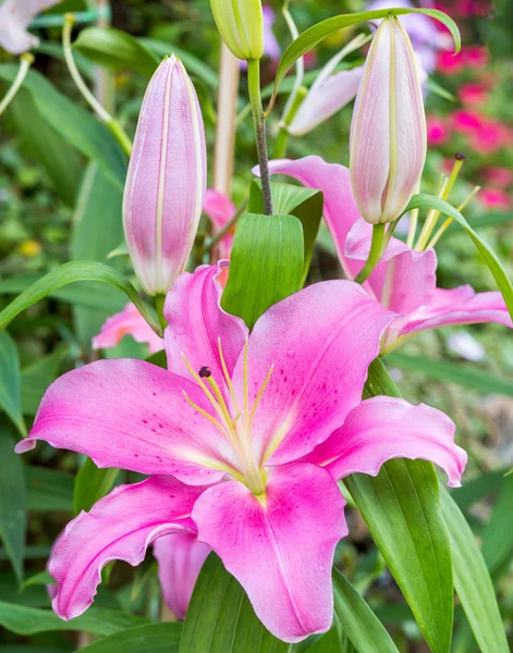 Pembe lilly çiçek — Stok fotoğraf